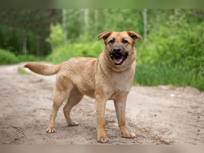 Treue MASHA wird ein perfekter Familienhund