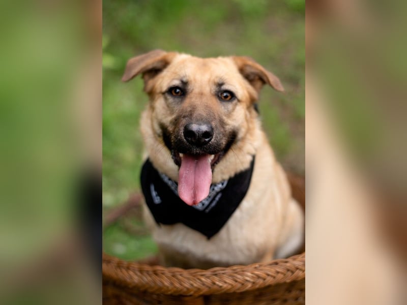 Treue MASHA wird ein perfekter Familienhund