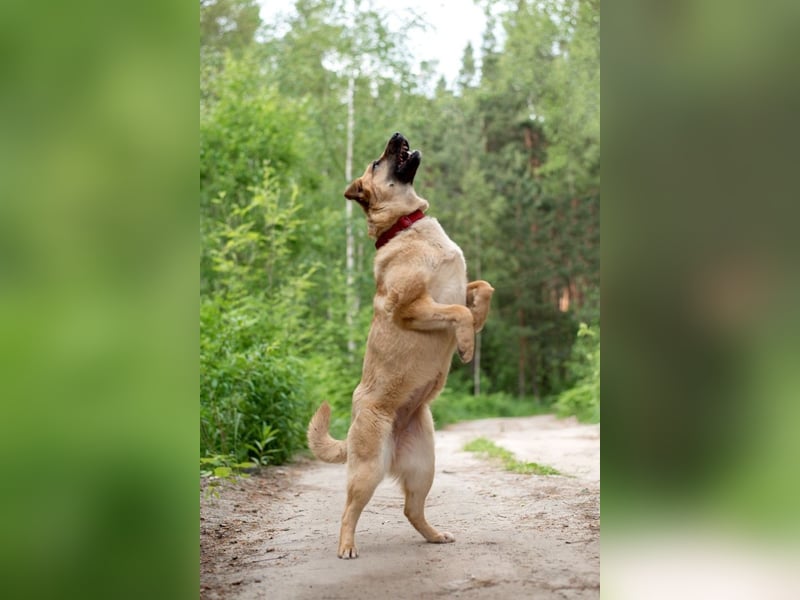 Treue MASHA wird ein perfekter Familienhund
