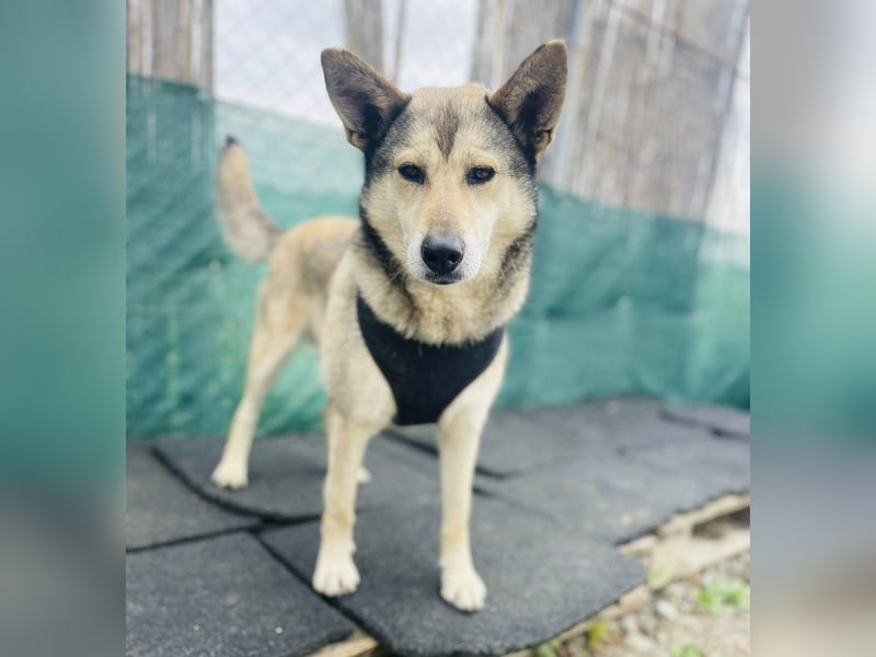 Chaki ein tolles Husky Mix Mädchen