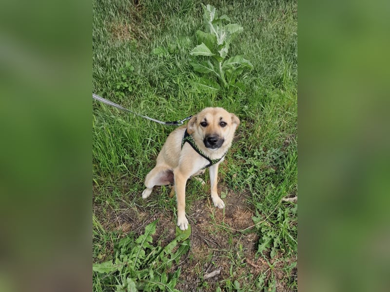 Zabla sucht ein Zuhause