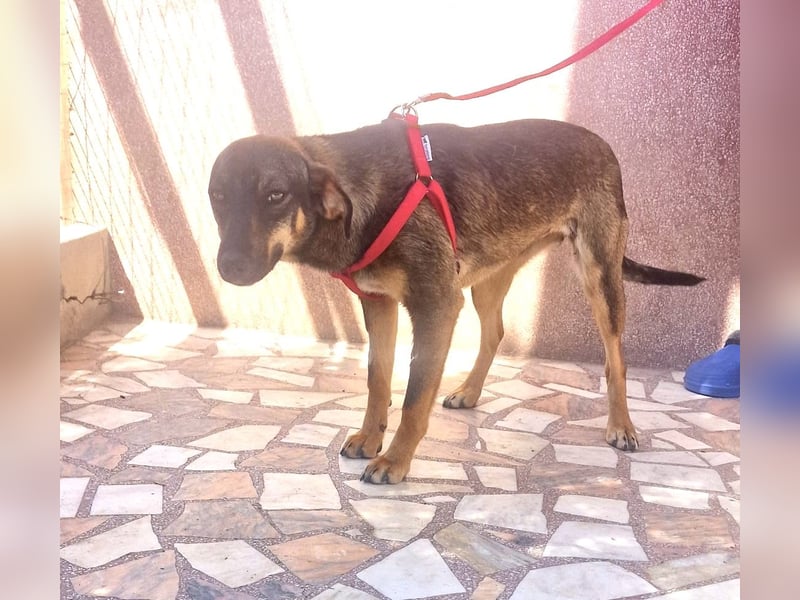 Moni sucht ein Zuhause