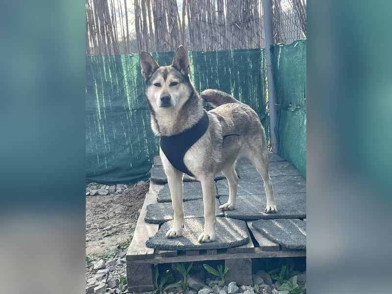 Chaki ein tolles Husky Mix Mädchen