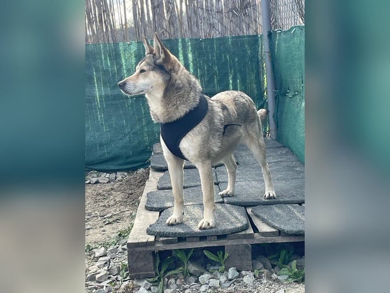 Chaki ein tolles Husky Mix Mädchen