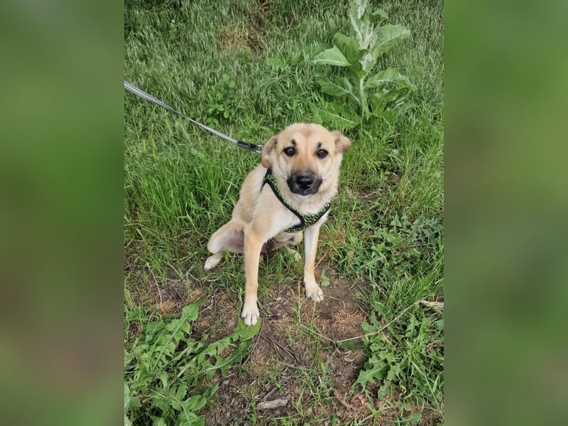 Zabla sucht ein Zuhause