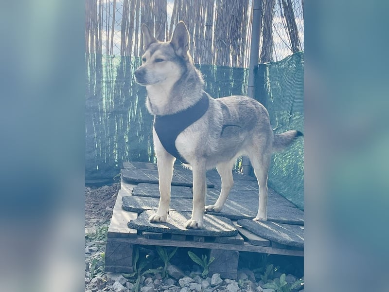 Chaki ein tolles Husky Mix Mädchen