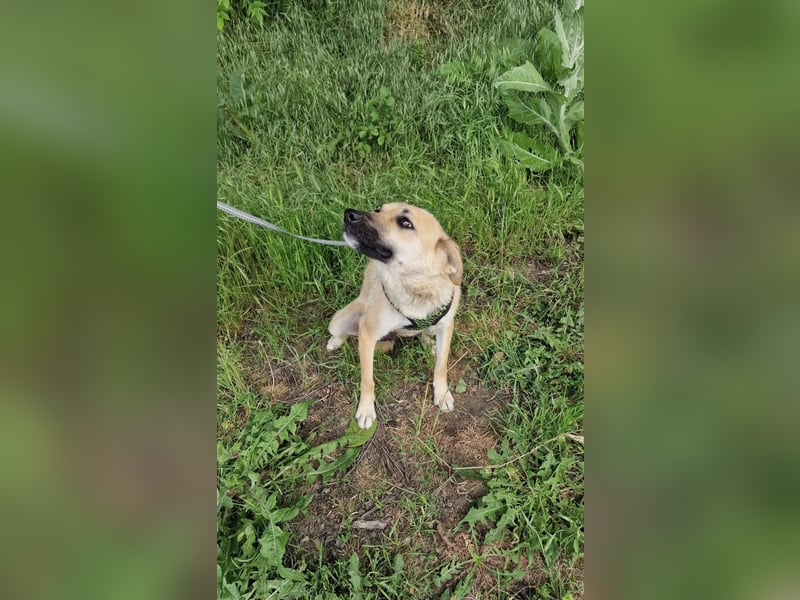 Zabla sucht ein Zuhause