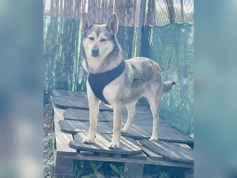 Chaki ein tolles Husky Mix Mädchen