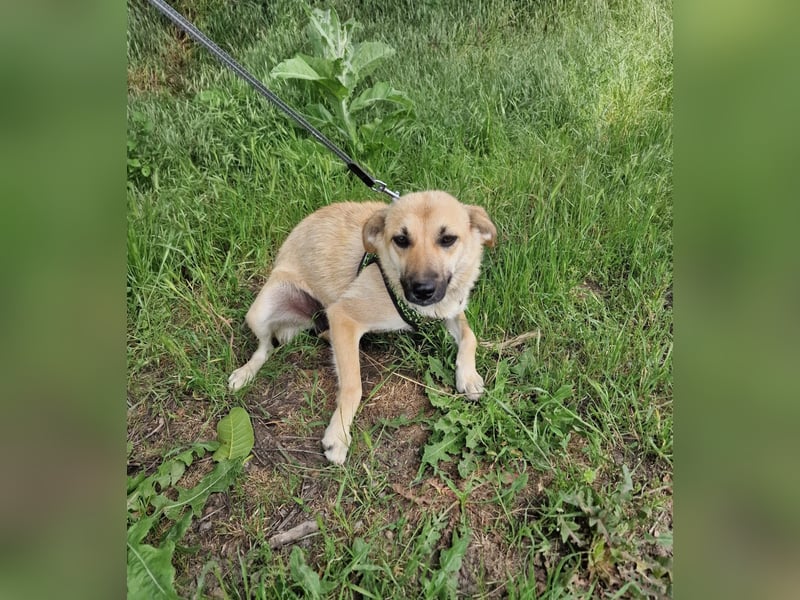 Zabla sucht ein Zuhause