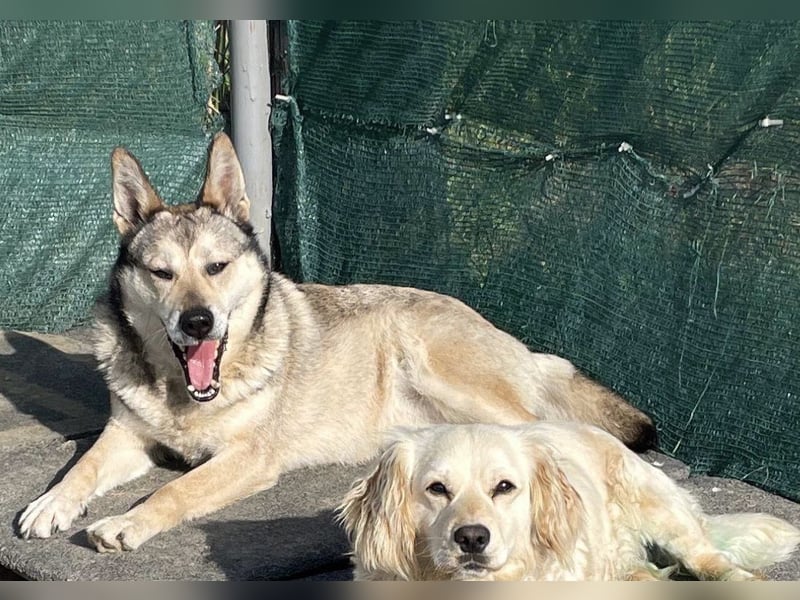 Chaki ein tolles Husky Mix Mädchen