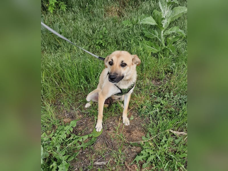 Zabla sucht ein Zuhause