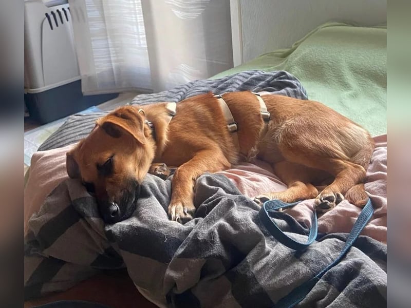 fröhliche, kleine Junghündin Edina sucht Dich!