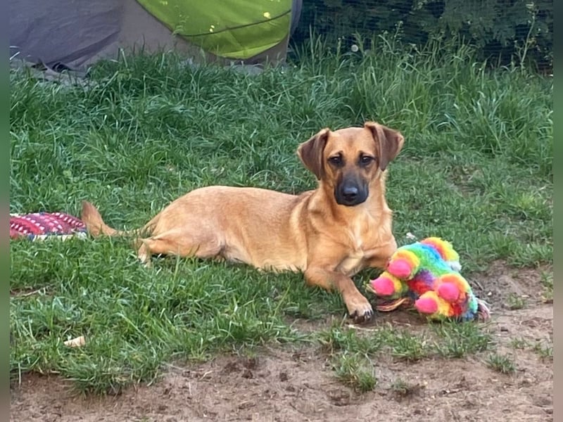 Edina – kleine Herzenshündin sucht Geduld