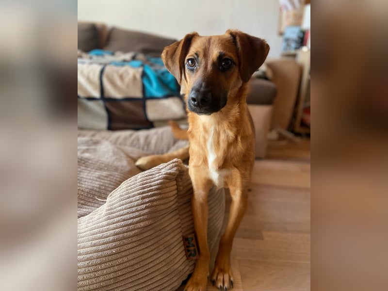 Edina – kleine Herzenshündin sucht Geduld