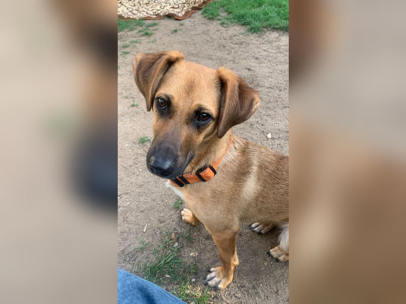 Edina – kleine Herzenshündin sucht Geduld