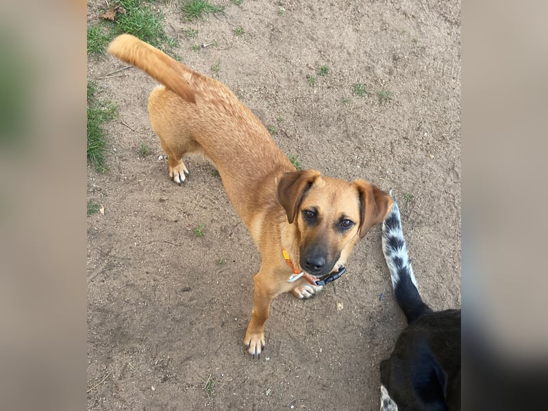 Edina – kleine Herzenshündin sucht Geduld