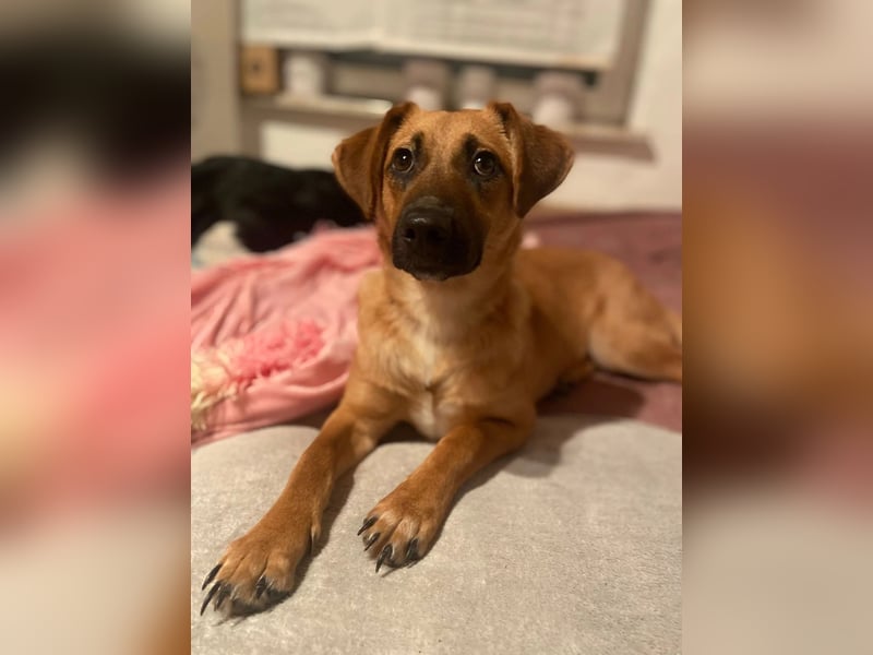 Edina – kleine Herzenshündin sucht Geduld