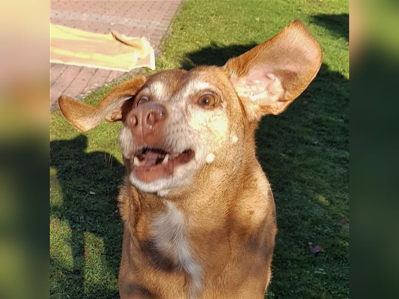 Pola