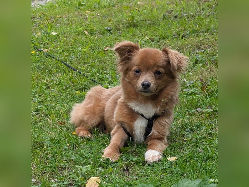 Kleine Holly sucht liebevolles Zuhause