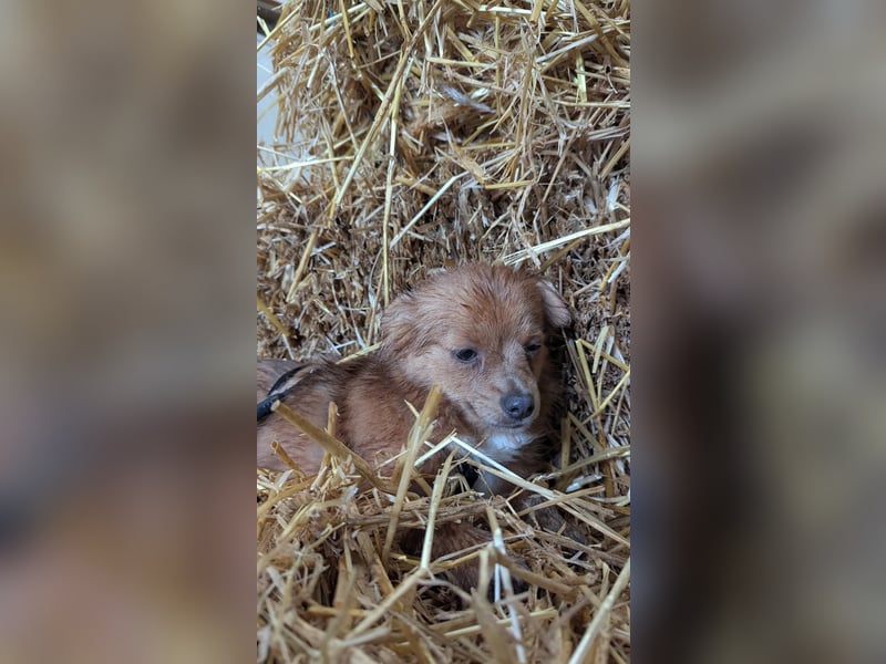 Kleine Holly sucht liebevolles Zuhause