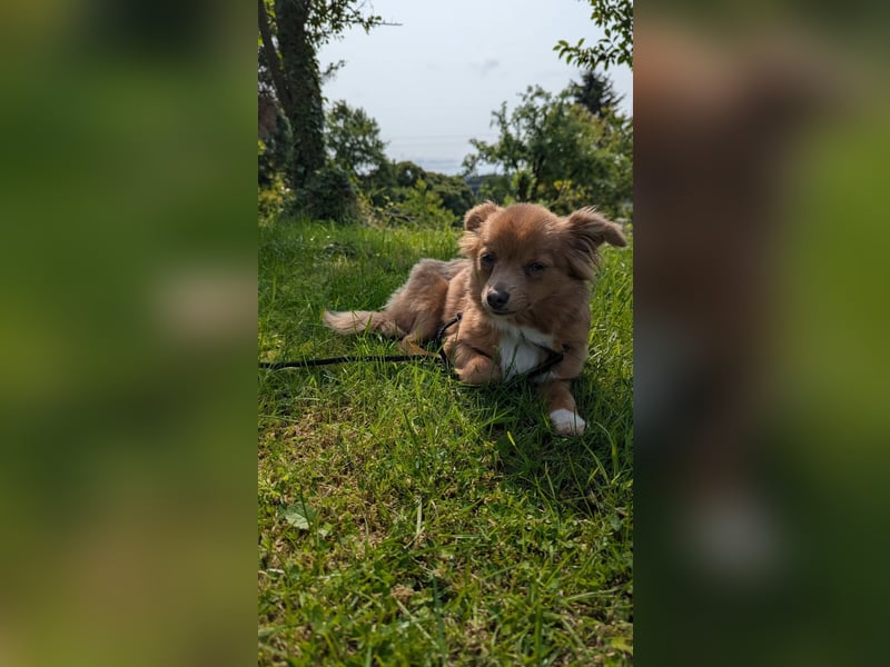 Kleine Holly sucht liebevolles Zuhause
