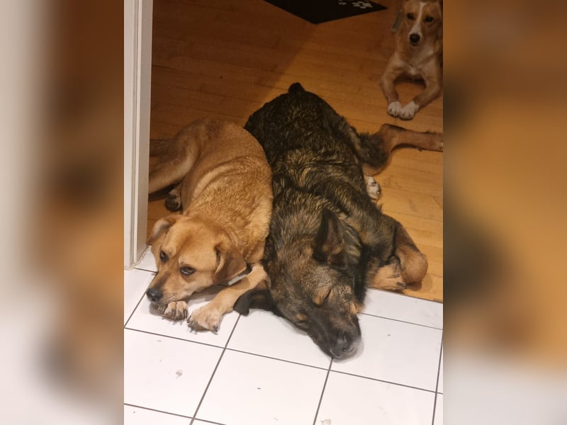 Lexi - wunderbar, unkompliziert und freundlich