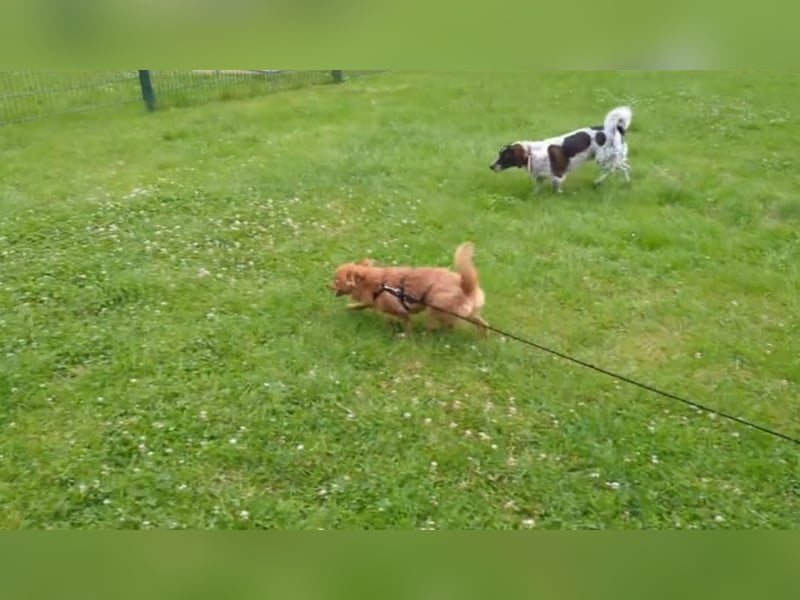 Kleine Holly sucht liebevolles Zuhause
