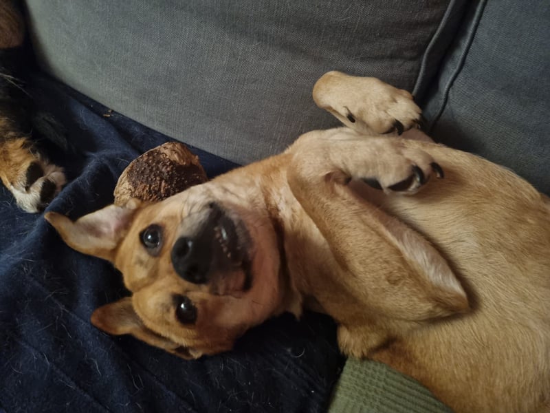 Lexi - wunderbar, unkompliziert und freundlich
