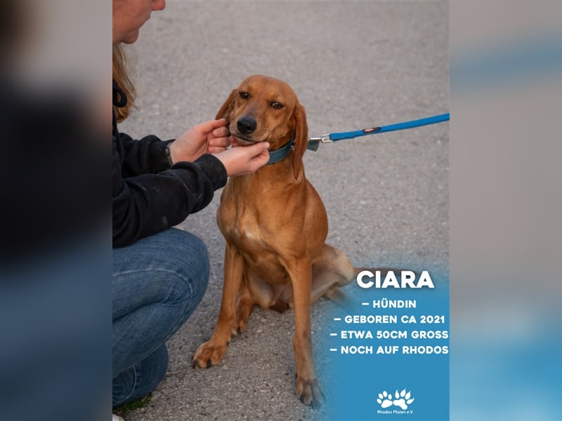 Ciara sucht ihr zu Hause! ❤️