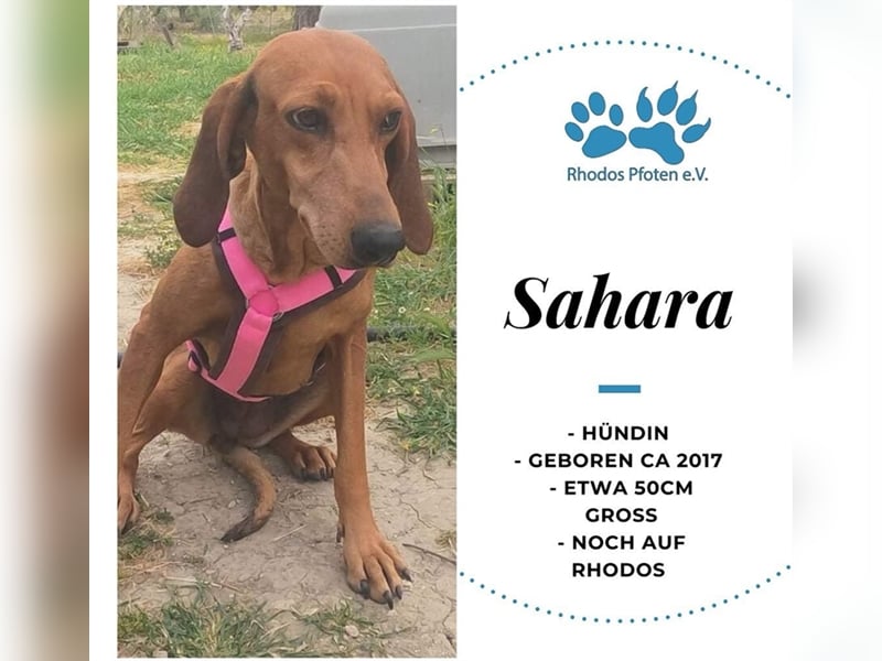 Sahara sucht ihr zu Hause! ❤️