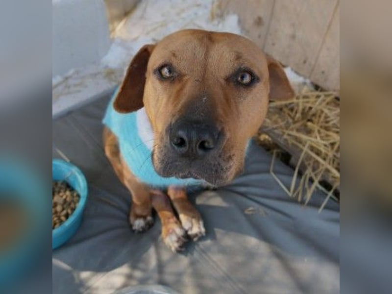 Unsere sanfte Emma sucht ihre Familie