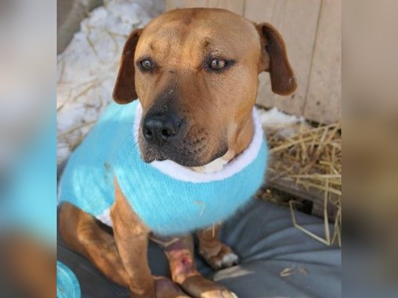 Unsere sanfte Emma sucht ihre Familie