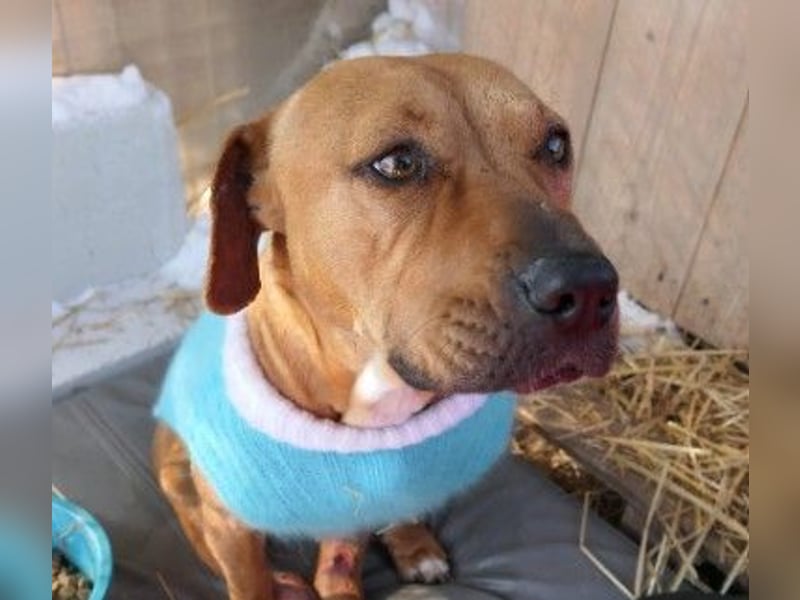 Unsere sanfte Emma sucht ihre Familie