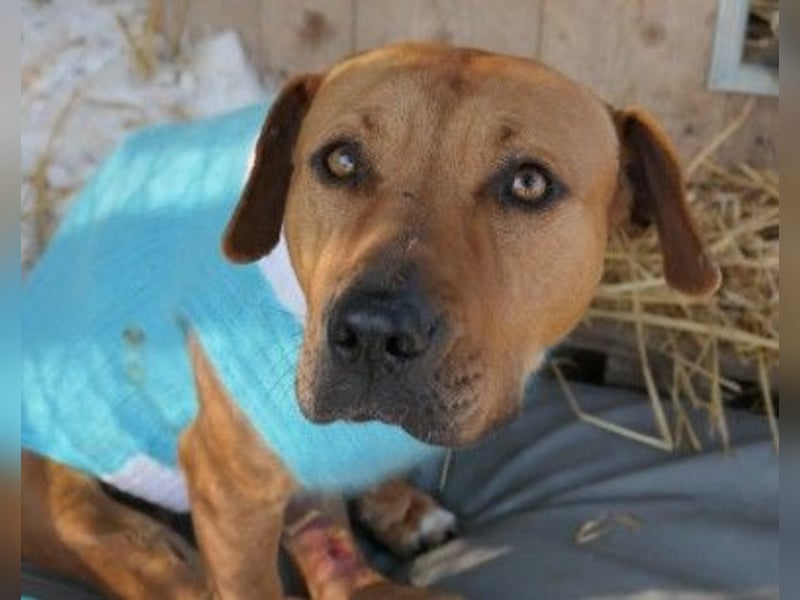 Unsere sanfte Emma sucht ihre Familie