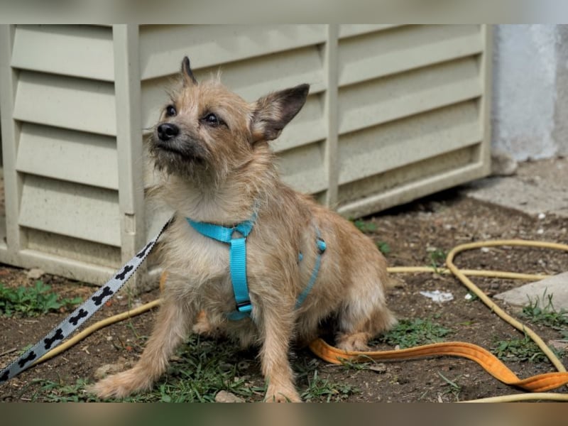 Panni, scheue Terrier Mix Hündin