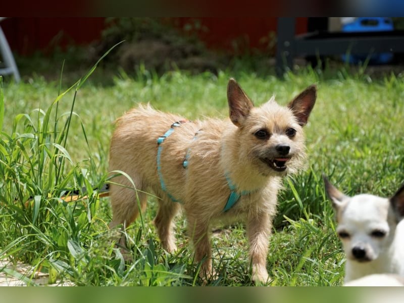 Panni, scheue Terrier Mix Hündin