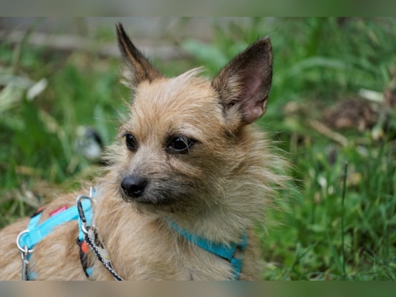 Panni, scheue Terrier Mix Hündin
