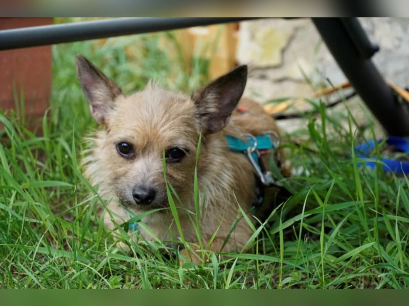 Panni, scheue Terrier Mix Hündin