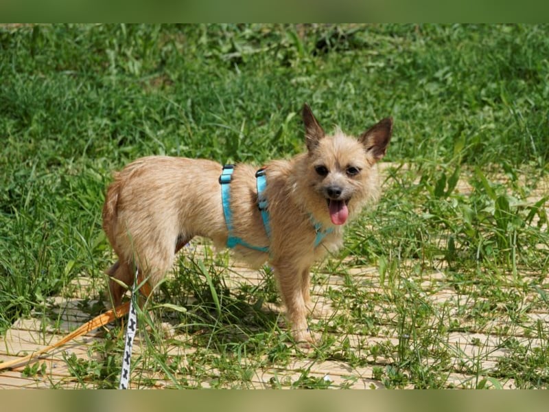 Panni, scheue Terrier Mix Hündin