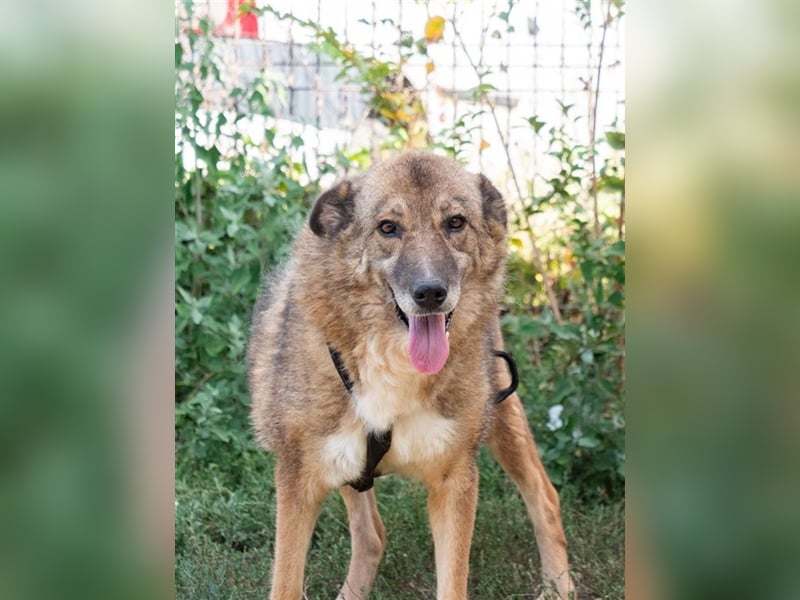 TITANIA-Samtene Riesin sucht passendes Körbchen zum einkuscheln