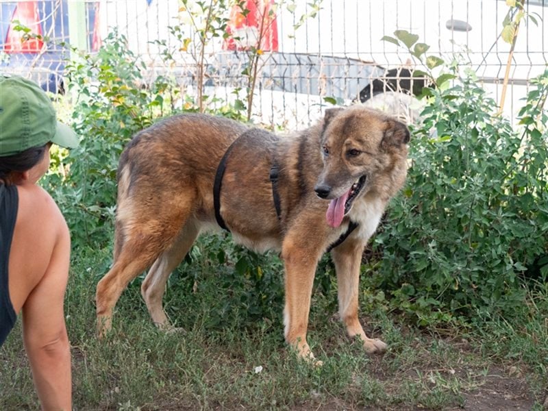 TITANIA-Samtene Riesin sucht passendes Körbchen zum einkuscheln