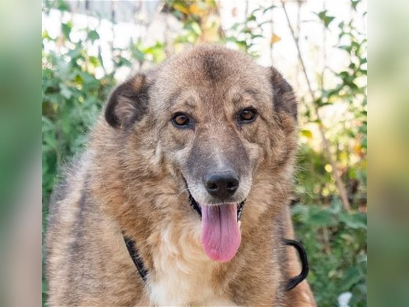 TITANIA-Samtene Riesin sucht passendes Körbchen zum einkuscheln