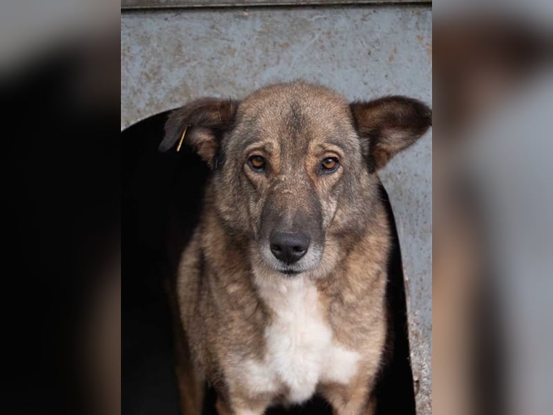 TITANIA-Samtene Riesin sucht passendes Körbchen zum einkuscheln