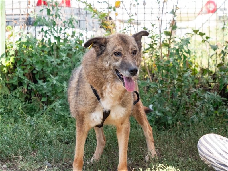 TITANIA-Samtene Riesin sucht passendes Körbchen zum einkuscheln