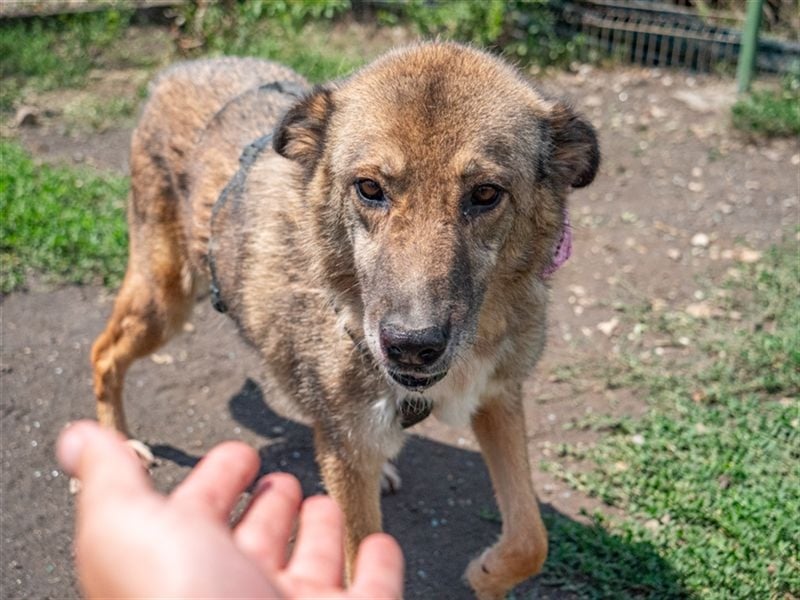 TITANIA-Samtene Riesin sucht passendes Körbchen zum einkuscheln