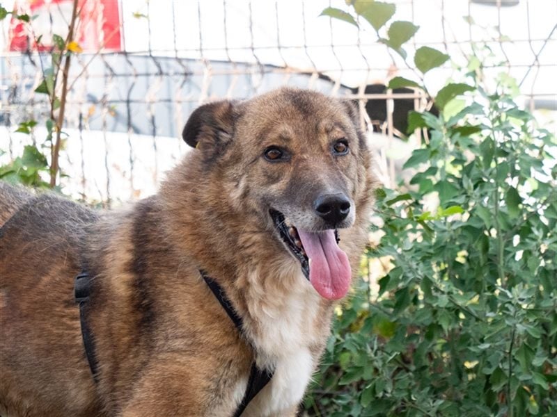 TITANIA-Samtene Riesin sucht passendes Körbchen zum einkuscheln