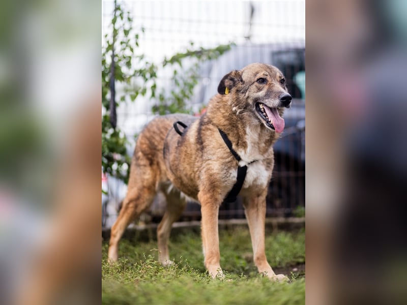 TITANIA-Samtene Riesin sucht passendes Körbchen zum einkuscheln