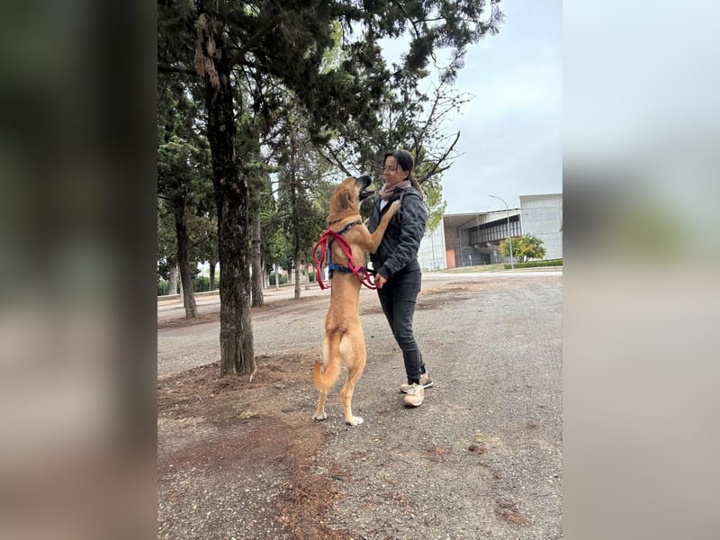 ALICIA-jung, wachsam, neugierig, klug, verspielt ,loyal, verspielt auf der Suche nach ihrem Zuhause