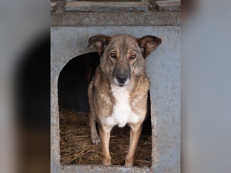TITANIA-Samtene Riesin sucht passendes Körbchen zum einkuscheln