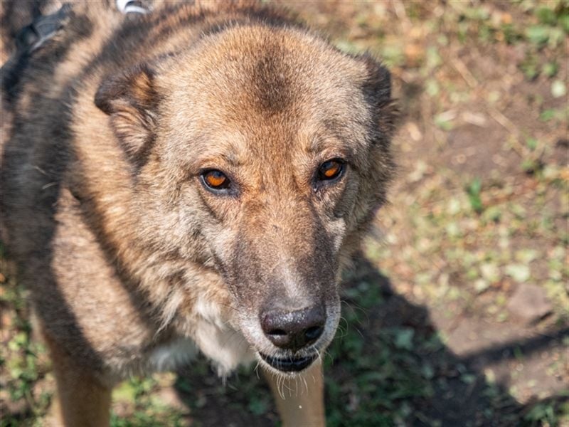 TITANIA-Samtene Riesin sucht passendes Körbchen zum einkuscheln